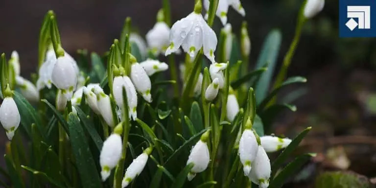 Flowers for Raised Beds