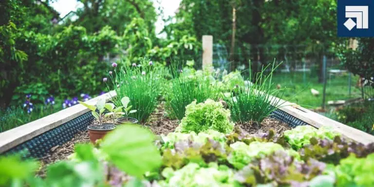 herbs to plant together