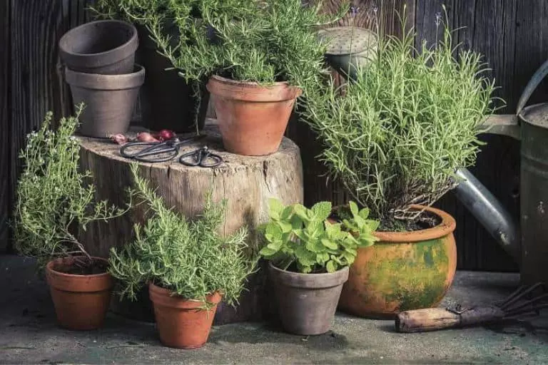 winter herb garden